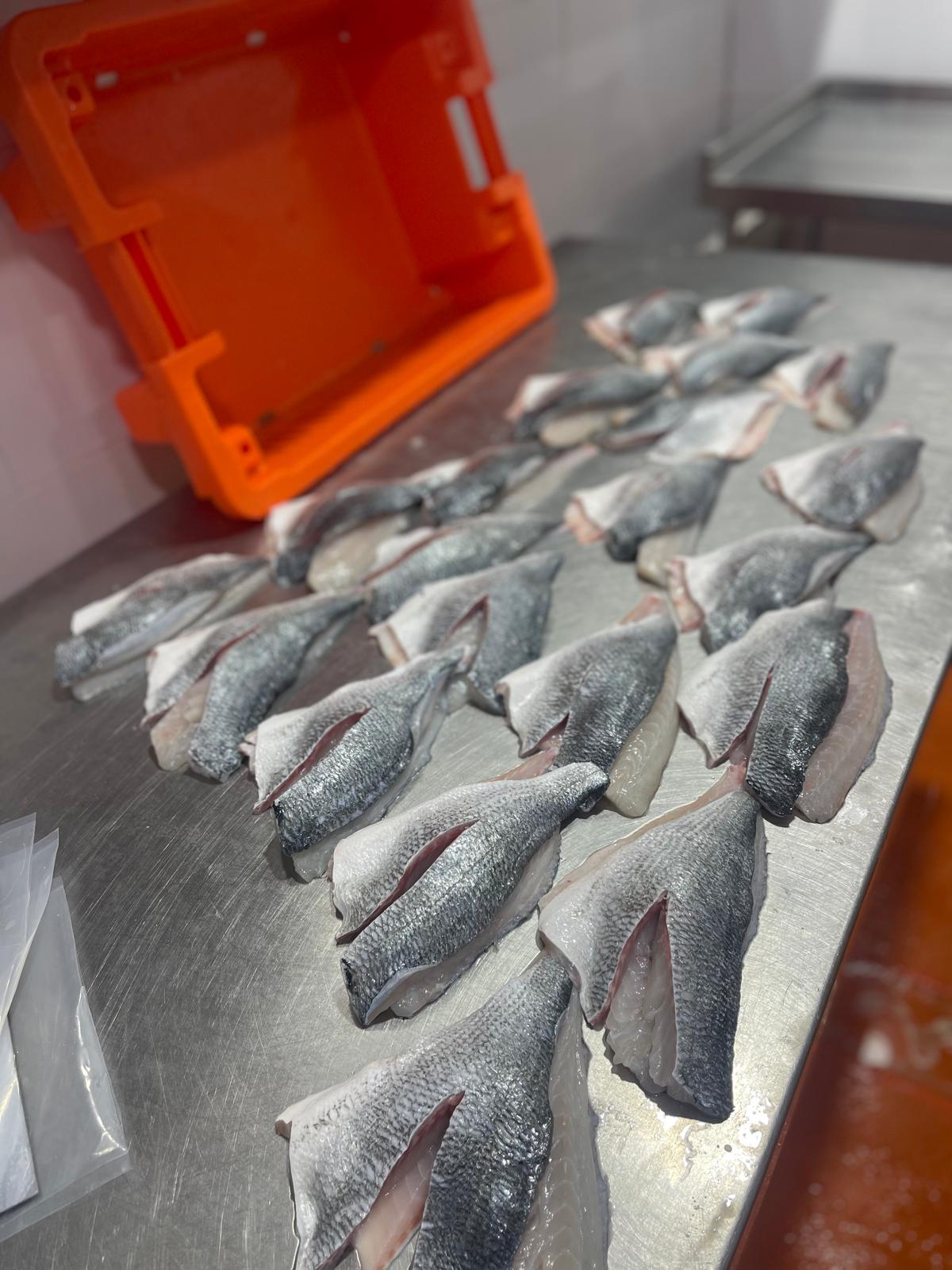 פילוט דגי ייבוא טריים במפעל דניס הצפון